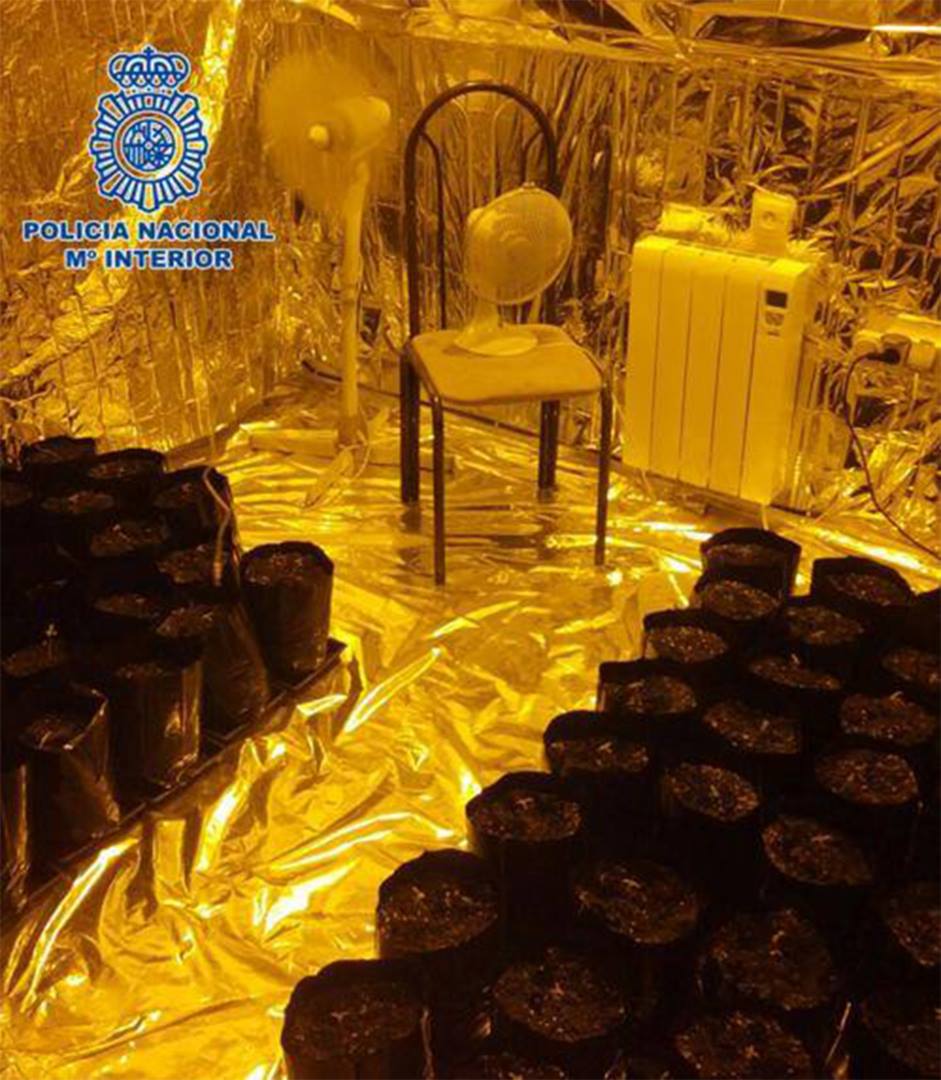 Detenido por cultivar 92 plantas de marihuana en su domicilio