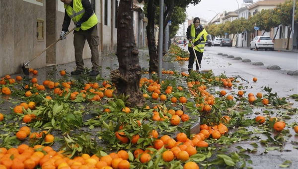 Se adelanta un mes la recogida de naranja para evitar molestias a vecinos