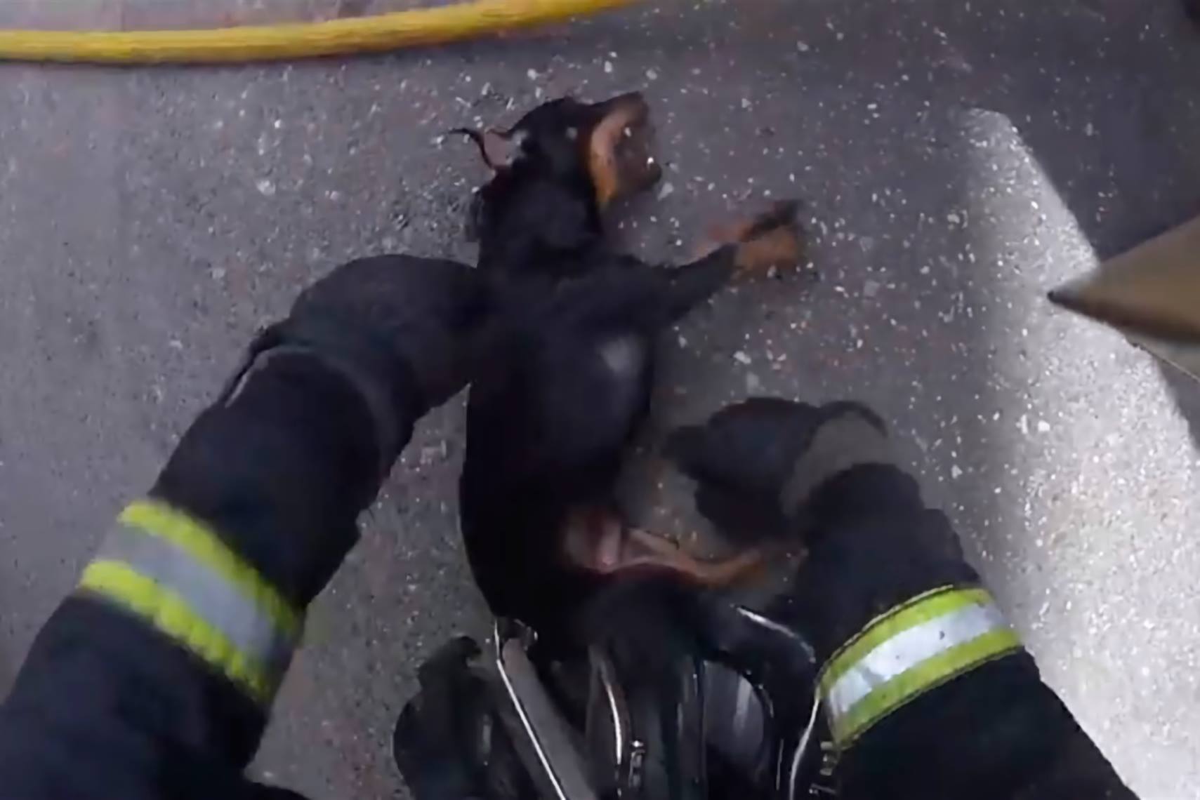 Final feliz: el perro rescatado por los bomberos de un incendio sobrevive