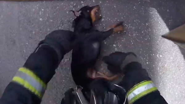 Final feliz: el perro rescatado por los bomberos de un incendio sobrevive