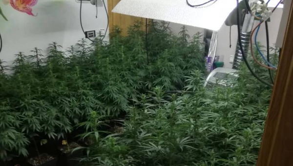 Descubren una gran plantación de marihuana en un local alquilado para una peluquería