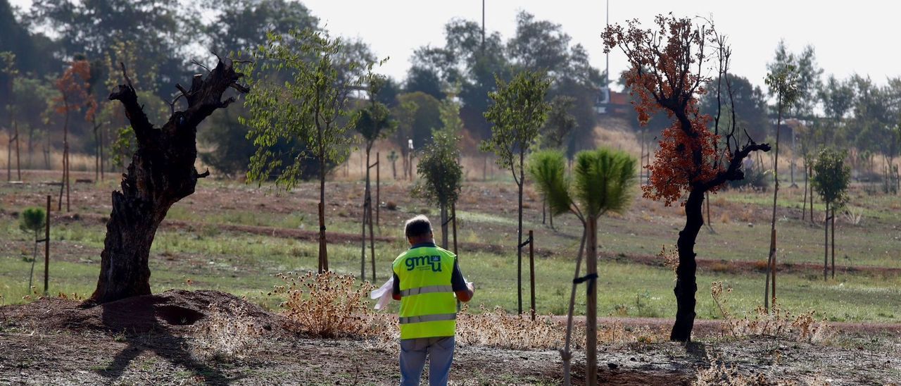 Replantarán 190 árboles del parque de Levante por la sequía y la falta de riego