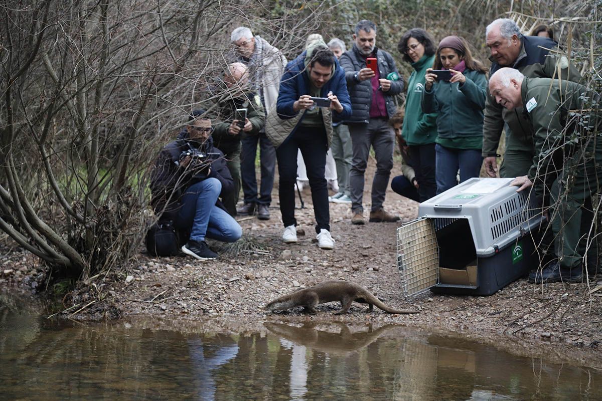 La nutria capturada en Fátima vuelve al arroyo Pedroche