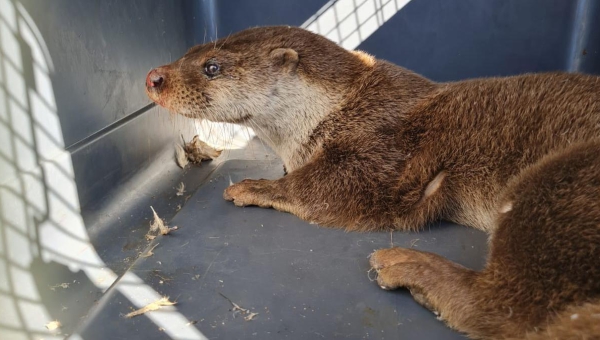 Capturan una nutria en pleno barrio de Fátima entre el revuelo de los vecinos